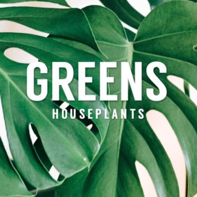 GREENS | succulents | plants | hanging plants 🌿 by @littleespressoco