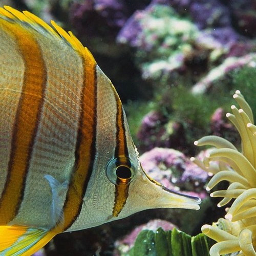 SavingtheCoral's profile picture. We are a group of biology students at New Technology High. Who are here to talk about the importance of Coral Reefs please follow