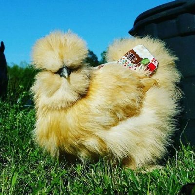 Alabama Silkies World Famous silkie chicken hatching eggs, silkie chickens and silkie chicken breeding programs. 

**Exclusive X post and our original memes.**