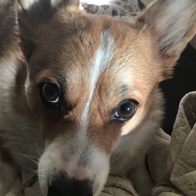 CorgiHankthe's profile picture. Texas corgi