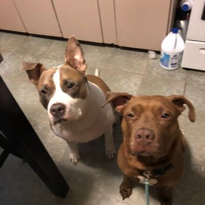 Love my Celtics, Bruins, Patriots, Red Sox, NKOTB & Mark Wahlberg. Kick ass Momma to 3 amazing rescue pitties. Animal Advocate/Paralegal. Boston via NY! Sassy