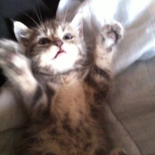 Nootyet178's profile picture. 