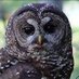 The Spotted Owl (@realspottedowl) Twitter profile photo The Spotted Owl (@realspottedowl) Twitter profile photo
