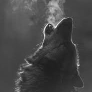 PAckalpah's profile picture. I dont get twitter but here I am.