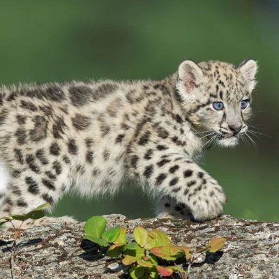 世界のめずらしい動物や面白い動物の習性などを投稿します。