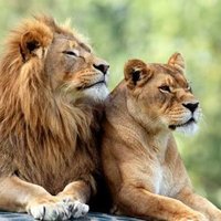 Panthera leo (@pantheraleo_20) 's Twitter Profile