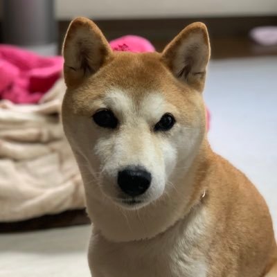 みつ 柴犬さくら M Mo Mittsu Twitter