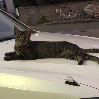 しゅいさんのプロフィール画像