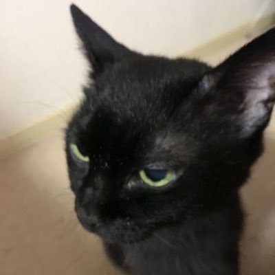 黒猫好き　