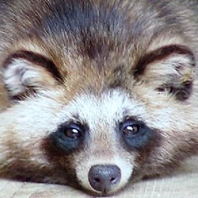 たぬ吉　神戸もきゅ♪さんのプロフィール画像