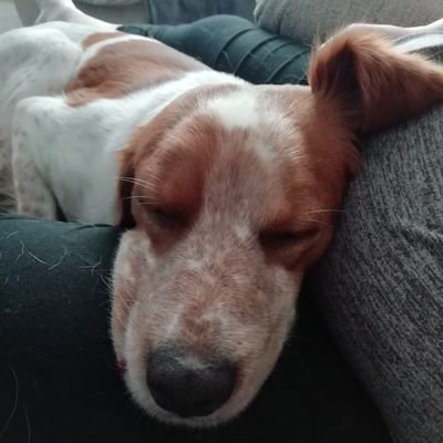 Duncan270566's profile picture. Born in Charlton, CAFC supporter my whole life. If you meet me, please have a ticket for your journey.