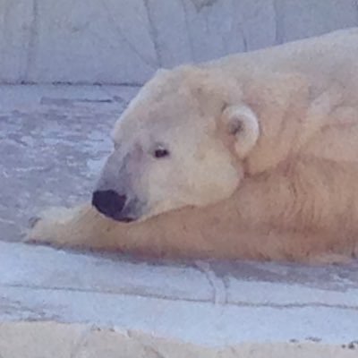 しろくま Dodの放浪ソロリマグが手に入って嬉しくてデイキャンプ しろくま Dodの放浪ソロリマグが手に入って嬉しくてデイキャンプ