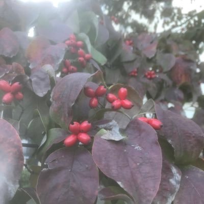 nakochan001's profile picture. 