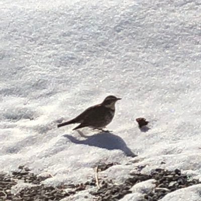 ogi_tweet's profile picture. 寝不足気味
