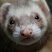 Cody's Ferret asblさんのプロフィール画像