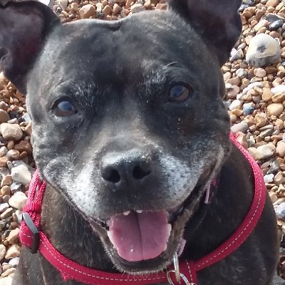 suewestwood10's profile picture. LGB Brummie living on the south coast. I tweet for animal rescues so be prepared. Don't DM me with drivel.