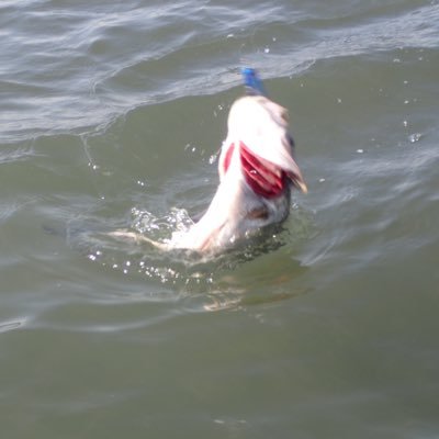 hironoturi's profile picture. 最近カヤック始めました！ リザーバーのバス釣り、サーフ、磯、干潟、河川も好き！ただの釣り好きです✨