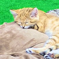 おその (@osono_sono) 's Twitter Profile