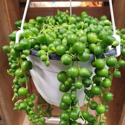 Thorpe Plant Centre is a small family run business situated within the woodland. We pride ourselves on providing a friendly service and competitive prices.