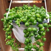 Thorpe Plant Centre (@thorpeplant) 's Twitter Profile Photo Thorpe Plant Centre (@thorpeplant) 's Twitter Profile Photo