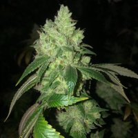 cannabis growing(@mexican420grow) 's Twitter Profile Photo
