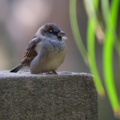 Amante de Gnu/Linux, y, voy haciendo mis pinitos, empezando ahora ya con una nikon d7500
y...... amante del mundo de lo desconocido