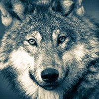 Silver Wolf - XX(@AmazonTraveler) 's Twitter Profileg