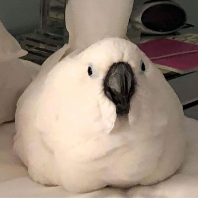 cockatoo enthusiast yet to see one IRL. occasional non-cockatoo bird-related content. pfp + pinned tweet is @violetthecockatoo on IG. ran by @discoholicmusic