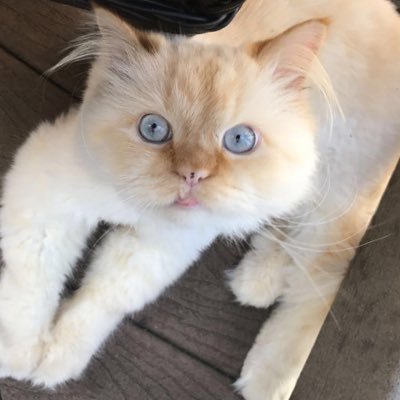 hi I’m Storm, a 3 year old cream point Himalayan and my life is kinda crazy...