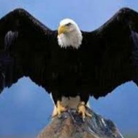 نسر الشرق (@yagpmnbe2tp7n1b) 's Twitter Profile