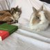 🩶🤍Pluches😼🐰☁️🌈🌟 (@eustachetuna) Twitter profile photo 🩶🤍Pluches😼🐰☁️🌈🌟 (@eustachetuna) Twitter profile photo