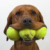 🎾gabriel leal🎾 (@gabitenissenior) 's Twitter Profile