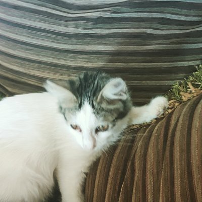 Mo5eto23's profile picture. 