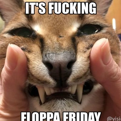 Floppa Gaming on X: Floppa friday Pog pls spam floppa memes to