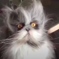 human (@programmersbot) 's Twitter Profile