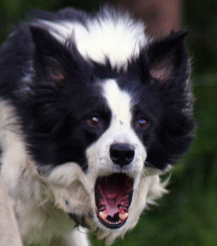 border collie, stuck in small town Canada, human watching.