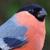 MrBullfinch (@mrbullfinch) Twitter profile photo MrBullfinch (@mrbullfinch) Twitter profile photo
