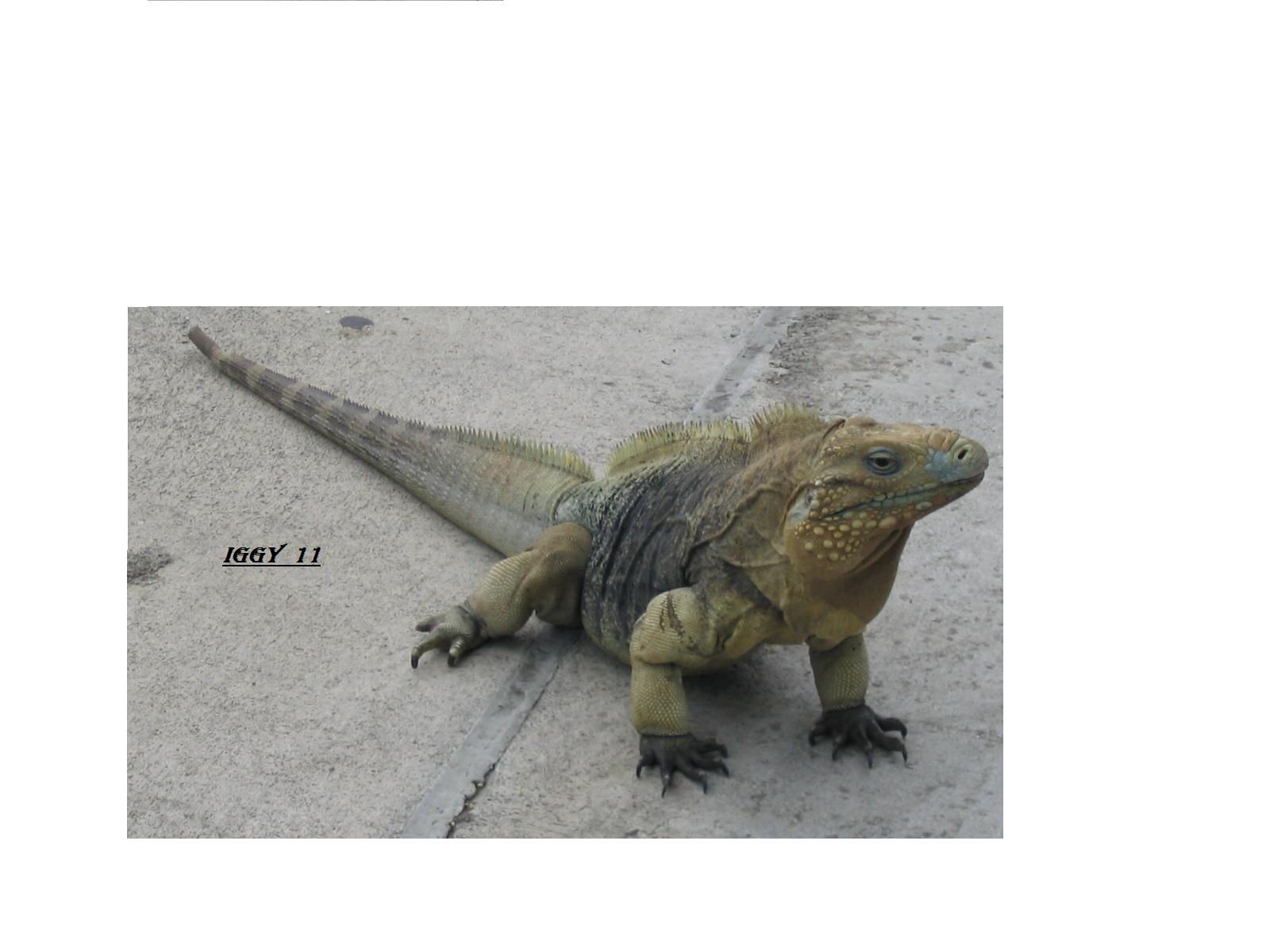 Iguana11's profile picture. 
