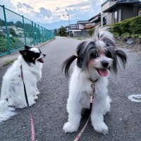 ゆー (@cluaptk) 's Twitter Profile