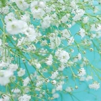 X1cP5's profile picture. 