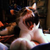 ぬこ (@sato71174690) Twitter profile photo