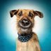The Naughty Dog (@dognaugty) Twitter profile photo The Naughty Dog (@dognaugty) Twitter profile photo
