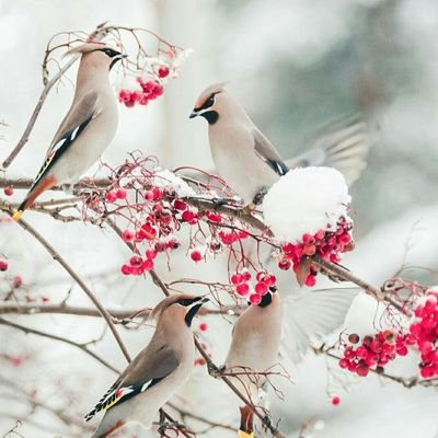 Wolverince12's profile picture. 