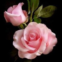 Anna Alfred (@annafarid11) 's Twitter Profile