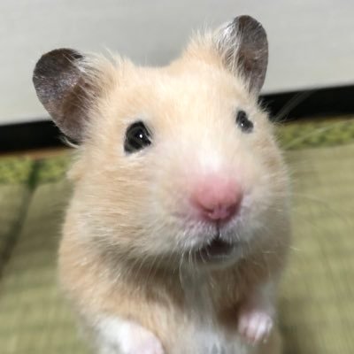 bafu_upa's profile picture. 猫が好き。猫も好き。大体好き。