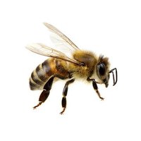 Beekeeping Hub (@beekeepinghub) 's Twitter Profile