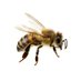 Beekeeping Hub (@beekeepinghub) Twitter profile photo Beekeeping Hub (@beekeepinghub) Twitter profile photo