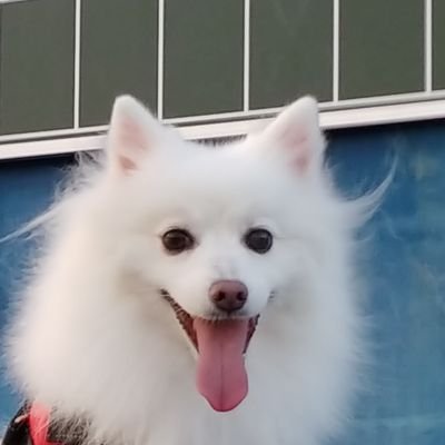 野球犬 Baseballdog31 Twitter 野球犬 Baseballdog31 Twitter