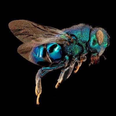 UntZtrader's profile picture. 