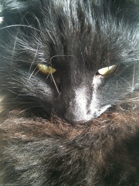 CatFace_Milo's profile picture. a monkey in disguise pretending to be a gorgeous, black, fluffy kitty ... loved to bits by mommy...!